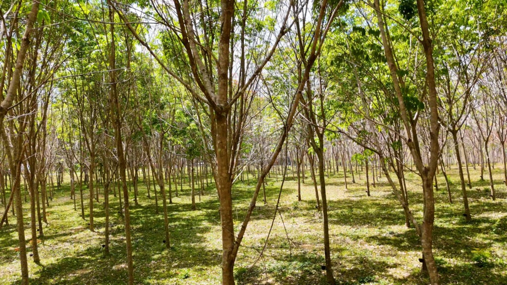 Sunlight filtering through rows of rubber trees in a plantation with green understory.